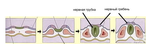Фотография № 30959