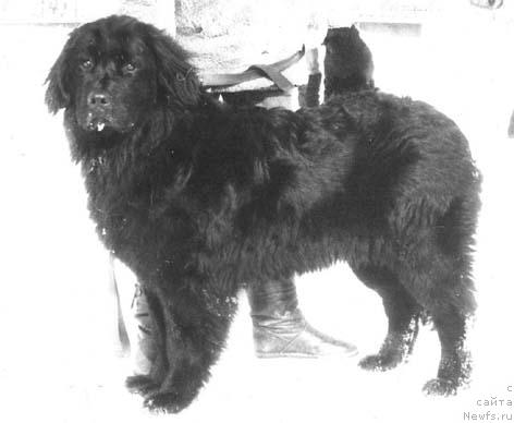 Фото: ньюфаундленд Вейси Лайф Сейвер