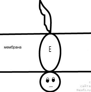 Фотография № 30960