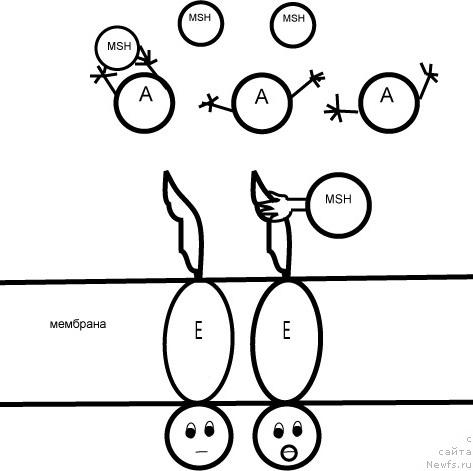 Фотография № 30961