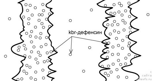 Фотография № 30963