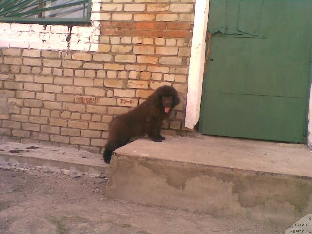 Фото: ньюфаундленд Сэмуэль Морской Принц