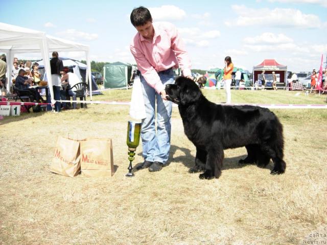 Фото: ньюфаундленд Skippers Only You for Smigar, Александр Коротков