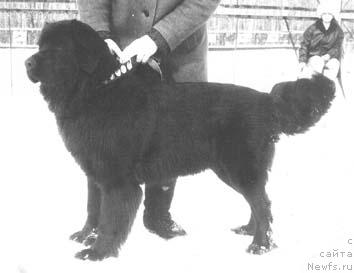 Фото: ньюфаундленд Целли Жашольд