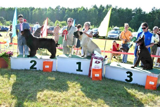 Фото: ньюфаундленд Skippers Only You for Smigar, Александр Коротков