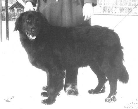 Фото: ньюфаундленд Шарлотта Моллорд оф Лайф Сейвер