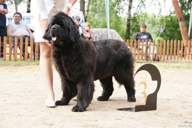 Фото: ньюфаундленд Оттава (Ottava)