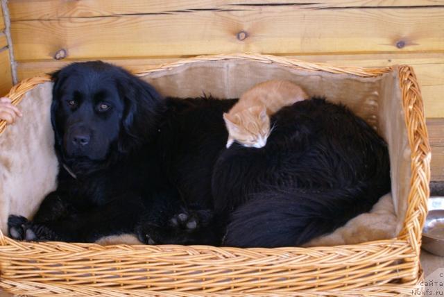 Фото: ньюфаундленд Къяра Милд (Kjara Mild)