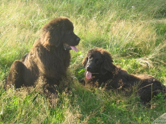 Фото: ньюфаундленд Лунная Красавица, ньюфаундленд Лакомка Лаванда