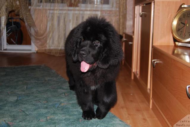 Фото: ньюфаундленд Формула Любви от Сибирского Медведя