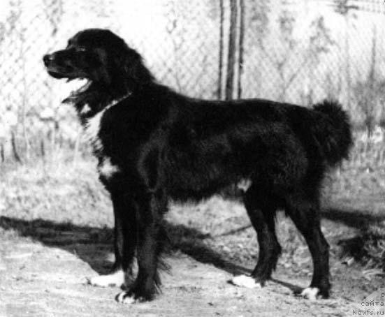 Фото: ньюфаундленд Фомка