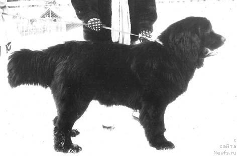 Фото: ньюфаундленд Яра Денесс оф Лайф Сейвер