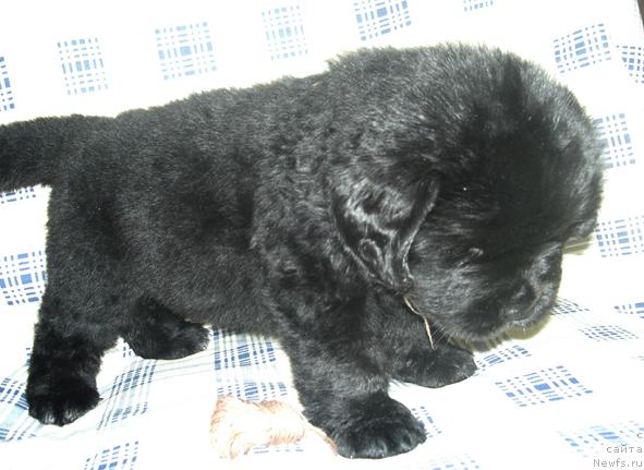 Фото: Щенок от, ньюфаундленд История Любви из Тихого Омута (Istoria Lubvi iz Tihogo Omuta)