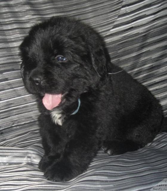 Фото: Щенок от, ньюфаундленд История Любви из Тихого Омута (Istoria Lubvi iz Tihogo Omuta)