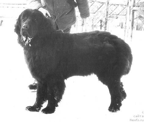 Фото: ньюфаундленд Аляска Нью Лэнд