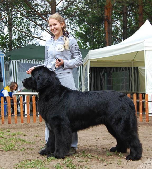 Фото: Александра Канунникова, ньюфаундленд Маг Исполин Копперфильд