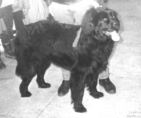 Фото: ньюфаундленд Урмас Клотт Шемон