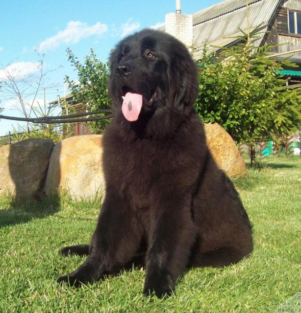 Фото: ньюфаундленд Ласковый Мишка