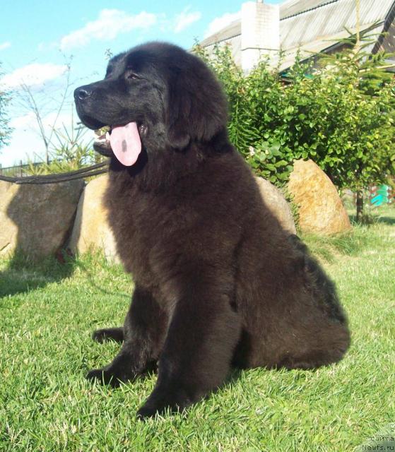 Фото: ньюфаундленд Ласковый Мишка