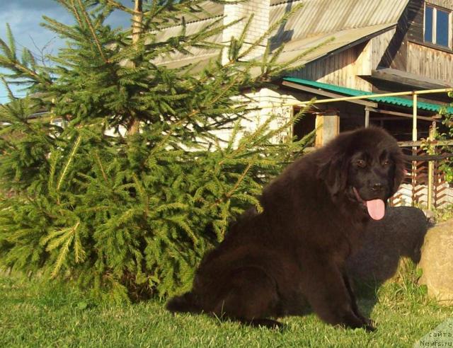 Фото: ньюфаундленд Лежебок Луи-Филипп
