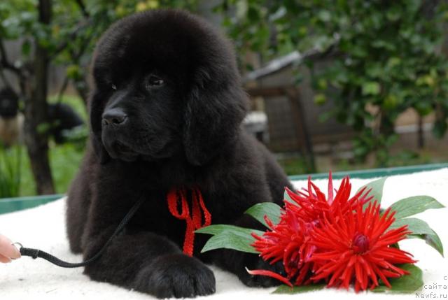 Фото: ньюфаундленд Сент Джонс Сабина Мистикал (Sent Djons Sabina Mistical)