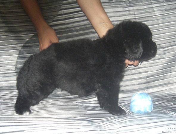 Фото: ньюфаундленд Марко Поло из Племени Кедра