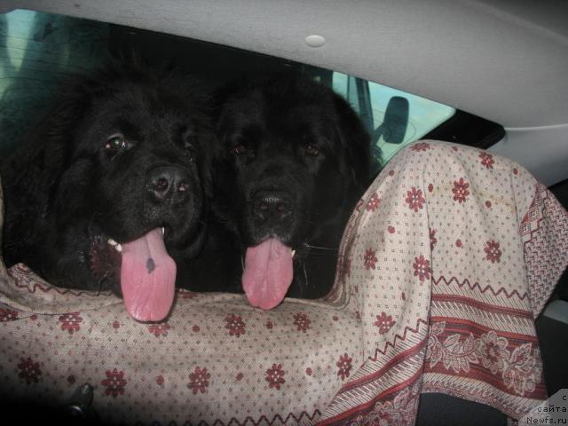 Фото: ньюфаундленд Смигар Ненси Непревзойденная, ньюфаундленд Хамэни из Медвежьего яра