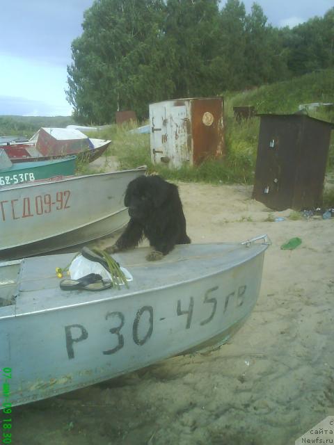 Фото: ньюфаундленд Смигар Ненси Непревзойденная