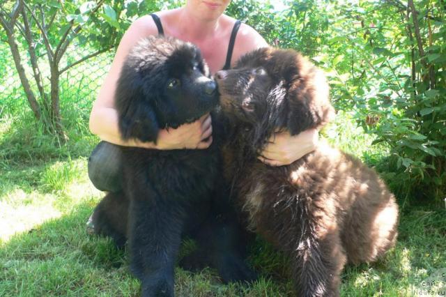 Фото: ньюфаундленд Серафима Сказочная Фея, ньюфаундленд Сэмуэль Морской Принц