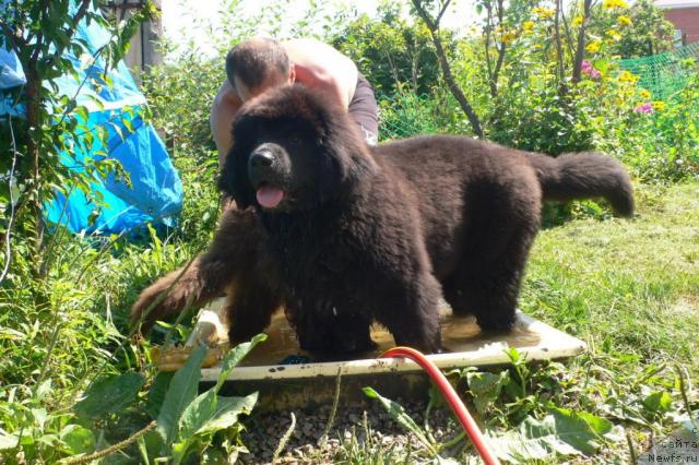 Фото: ньюфаундленд Серафима Сказочная Фея