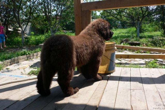 Фото: ньюфаундленд Сэмуэль Морской Принц