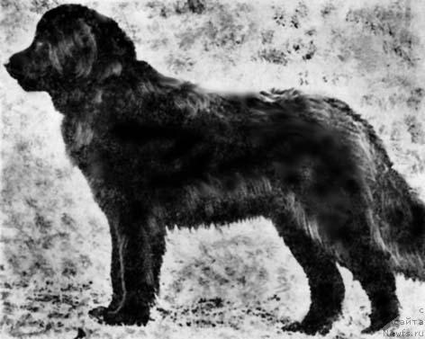 Фото: ньюфаундленд Грум