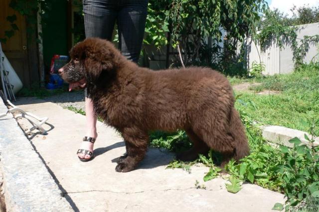 Фото: ньюфаундленд Сэмуэль Морской Принц