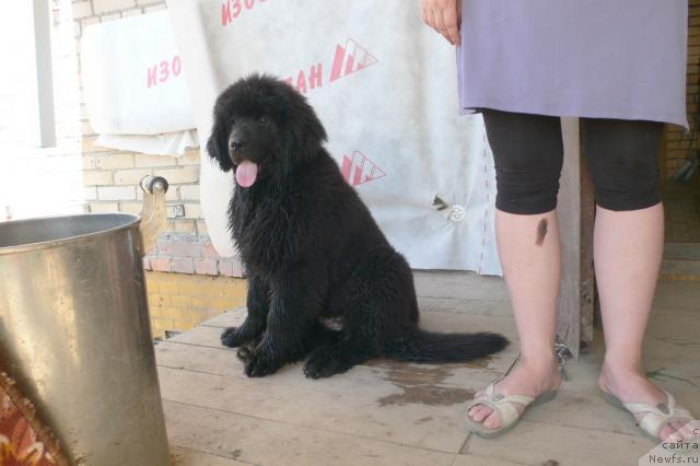 Фото: ньюфаундленд Серафима Сказочная Фея