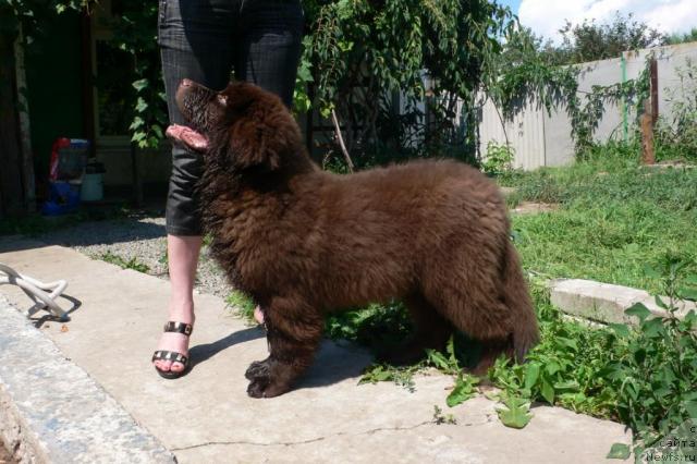 Фото: ньюфаундленд Сэмуэль Морской Принц