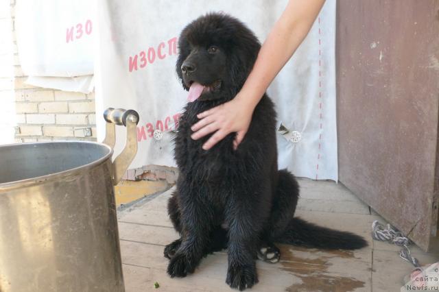 Фото: ньюфаундленд Серафима Сказочная Фея