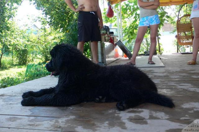 Фото: ньюфаундленд Серафима Сказочная Фея