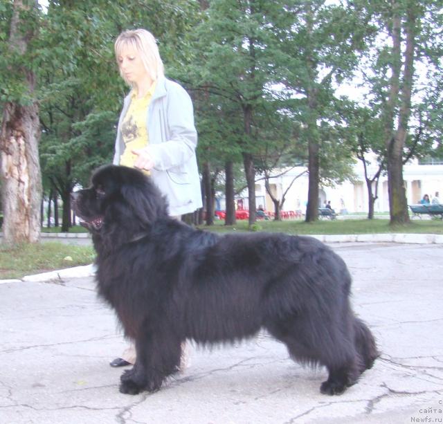 Фото: ньюфаундленд Супер Премиум Бумер, Лена