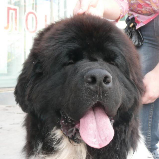 Фото: ньюфаундленд Кипер Соул Дар Моего Сердца Даниель (Keeper Soul Dar Moego Serdtsa Daniel)