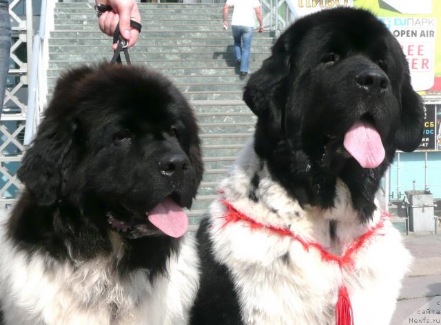 Фото: ньюфаундленд Супер Бизон Арго (Super Bizon Argo), и его десятимесячный сын, ньюфаундленд Кипер Соул Дар Моего Сердца Даниель (Keeper Soul Dar Moego Serdtsa Daniel)