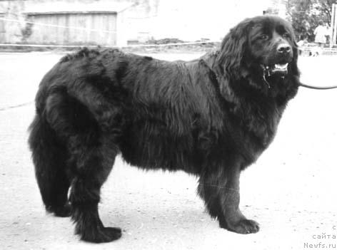 Фото: ньюфаундленд Ниагара Касс Цез