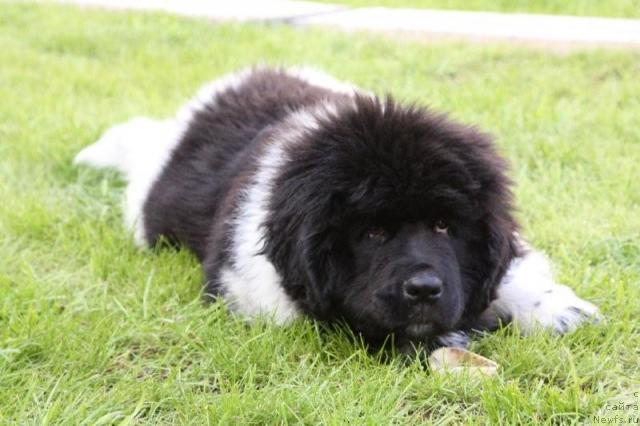 Фото: ньюфаундленд Кипер Соул Есения