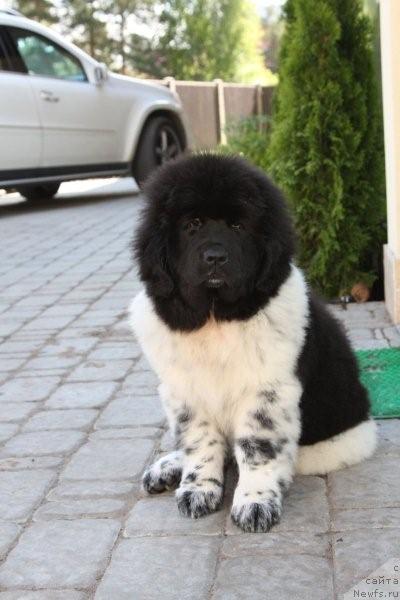 Фото: ньюфаундленд Кипер Соул Есения