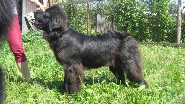 Фото: ньюфаундленд Смигар Ненси Непревзойденная