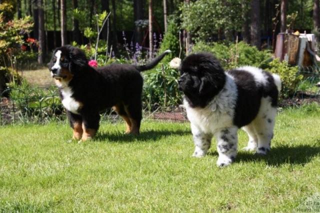 Фото: ньюфаундленд Кипер Соул Есения