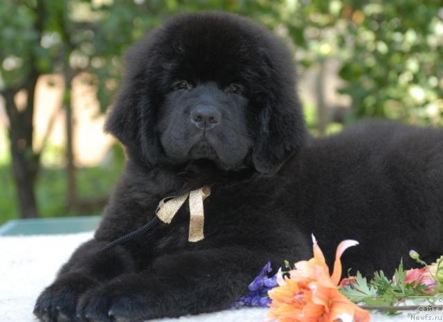 Фото: ньюфаундленд Сент Джонс Сальвадор Дали