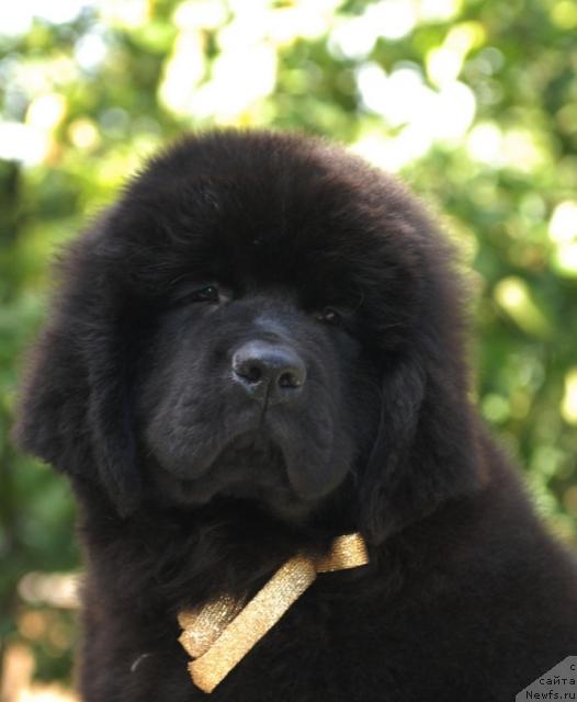 Фото: ньюфаундленд Сент Джонс Сальвадор Дали