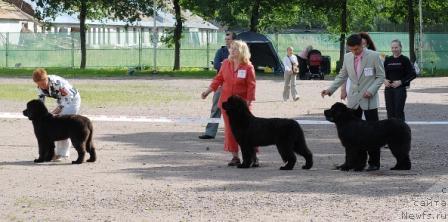Фото: ньюфаундленд Fairweathers Rare and Precious, ньюфаундленд Сент Джонс Романсе оф Лав (Sent Djons Romance of Love), ньюфаундленд Смигар Нимфея Неотразимая (Smigar Nimfeya Neotrazimaya)