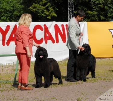 Фото: ньюфаундленд Сент Джонс Романсе оф Лав (Sent Djons Romance of Love)