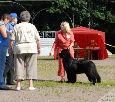 Фото: ньюфаундленд Сент Джонс Романсе оф Лав (Sent Djons Romance of Love)